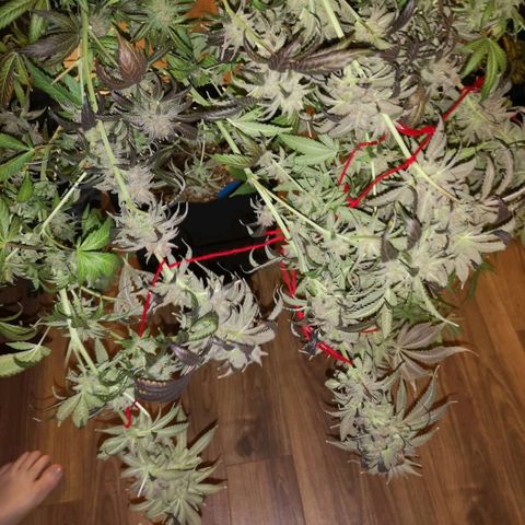 Blueberry cookies growlog timeline photo