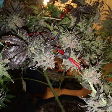Blueberry cookies growlog timeline photo