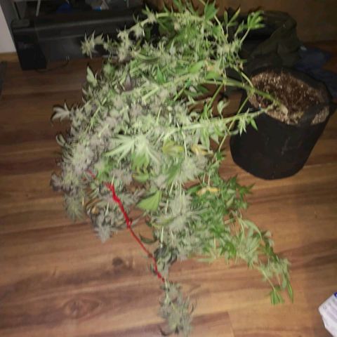 Blueberry cookies growlog timeline photo