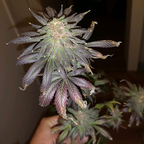 Banana daddy growlog timeline photo