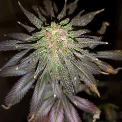 Banana daddy growlog timeline photo