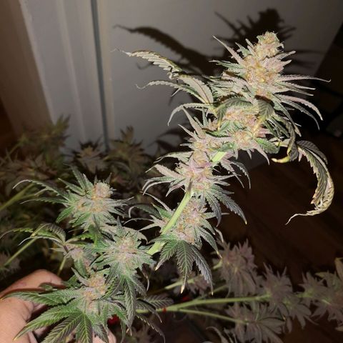 Banana daddy growlog timeline photo