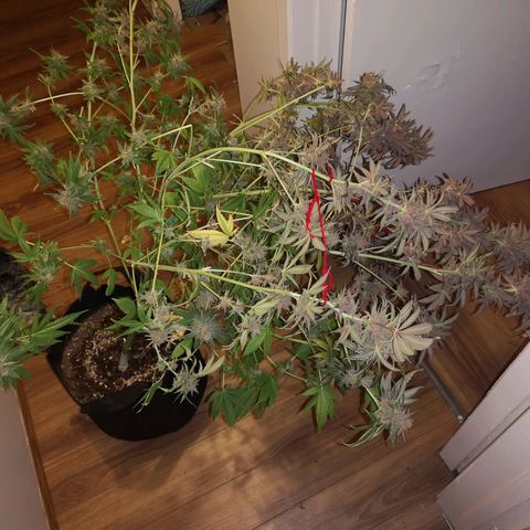 Banana daddy growlog timeline photo