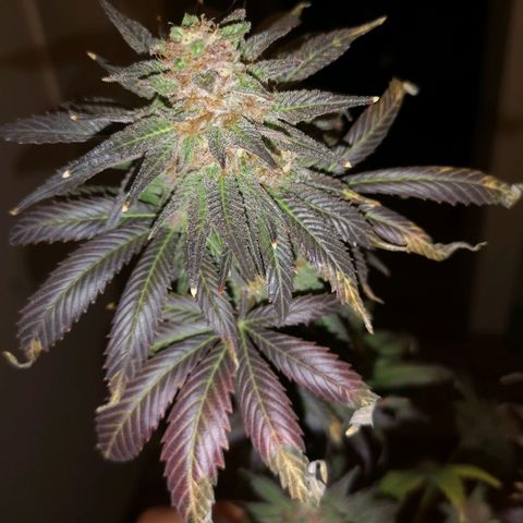 Banana daddy growlog timeline photo