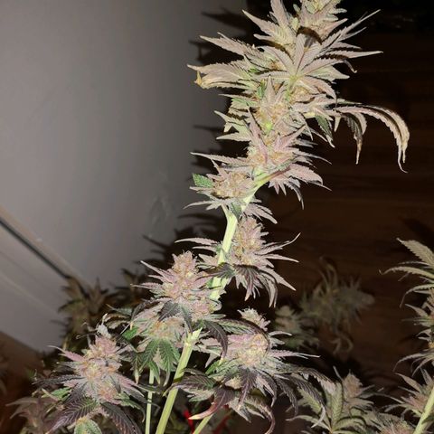 Banana daddy growlog timeline photo