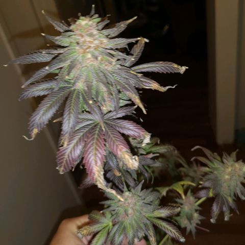 Banana daddy growlog timeline photo