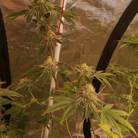 Orange cookie chem growlog timeline photo