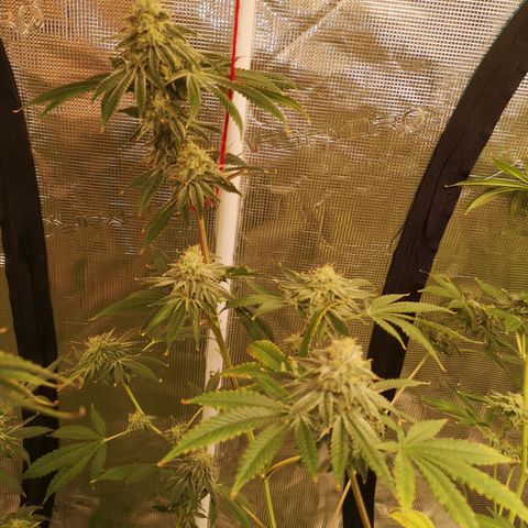 Orange cookie chem growlog timeline photo