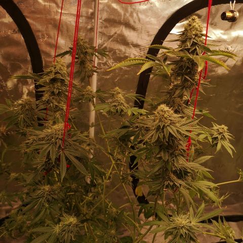 Orange cookie chem growlog timeline photo