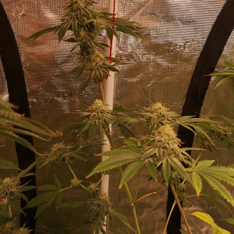 Orange cookie chem growlog timeline photo