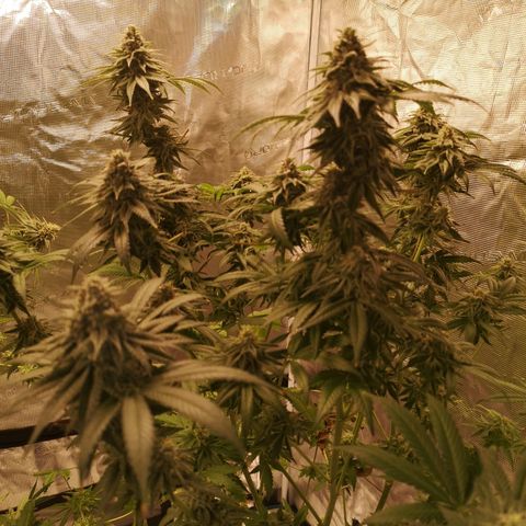 Planet of the grapes  growlog timeline photo