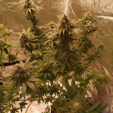 Planet of the grapes  growlog timeline photo