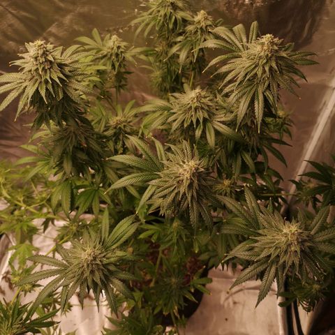Planet of the grapes  growlog timeline photo