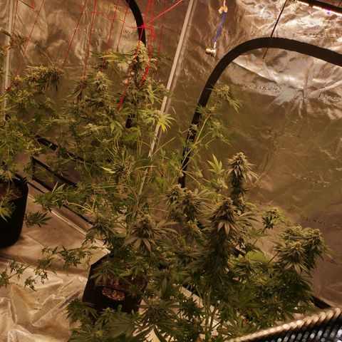 Mandarin cookies v3 growlog timeline photo