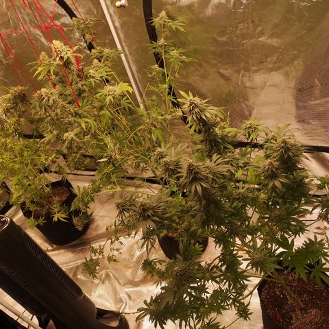 Mandarin cookies v3 growlog timeline photo
