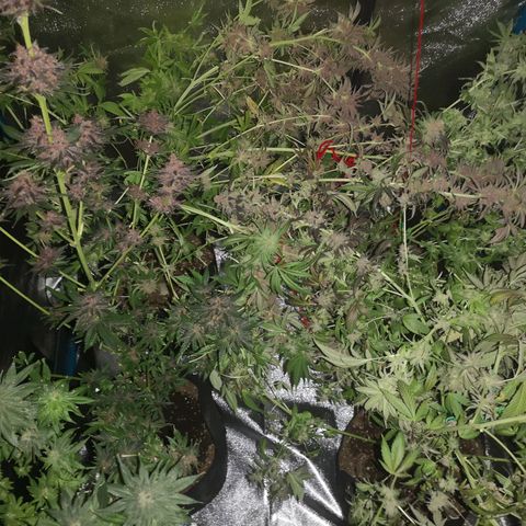 Banana daddy growlog timeline photo