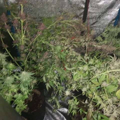 Banana daddy growlog timeline photo