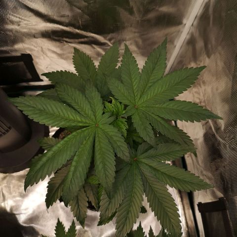 Cherry gar see ya growlog timeline photo