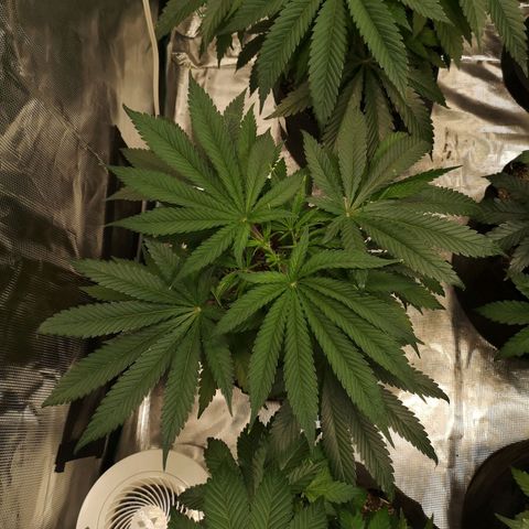 Critical pk growlog timeline photo