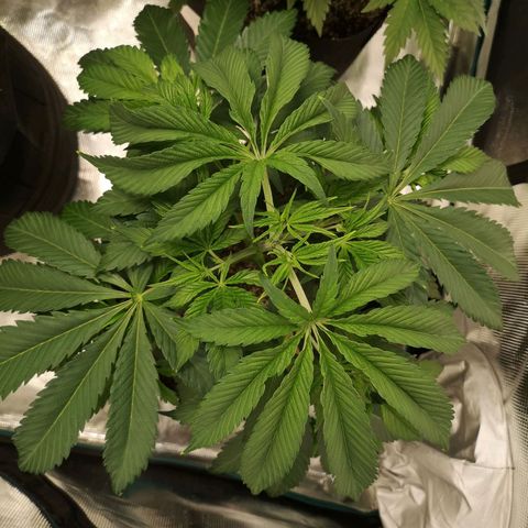 Runtz s1 growlog timeline photo