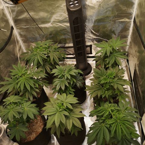 Critical pk growlog timeline photo