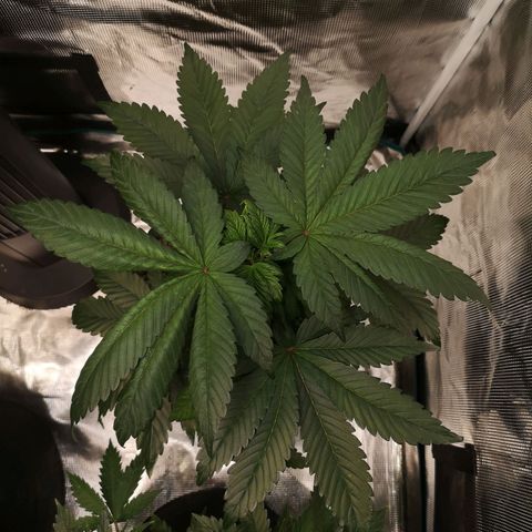 Cherry gar see ya growlog timeline photo