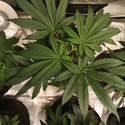 Critical pk growlog timeline photo