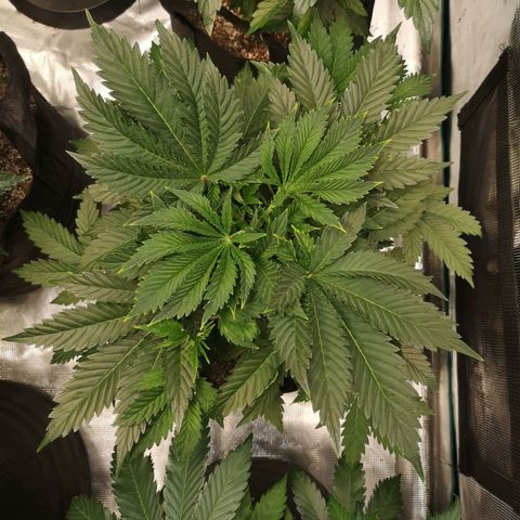 white wedding growlog timeline photo