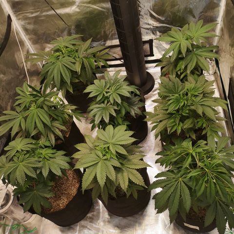 Critical pk growlog timeline photo