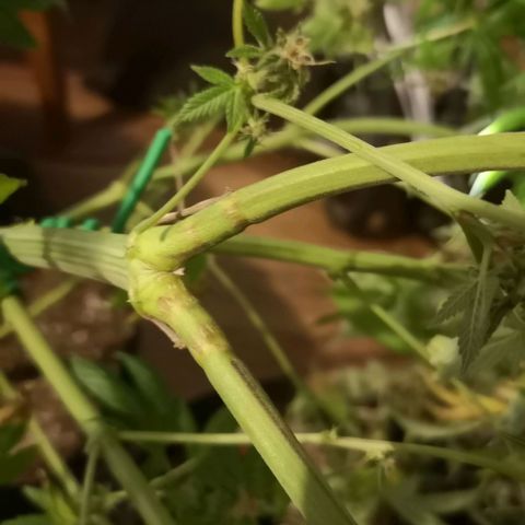 Banana daddy growlog timeline photo