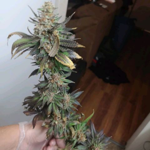 Banana daddy growlog timeline photo