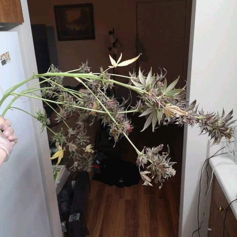Banana daddy growlog timeline photo