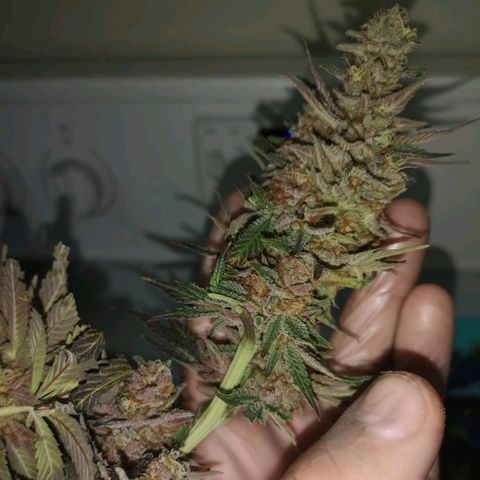 Banana daddy growlog timeline photo