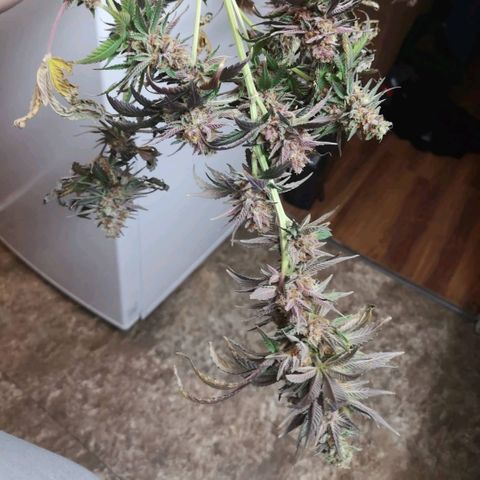 Banana daddy growlog timeline photo