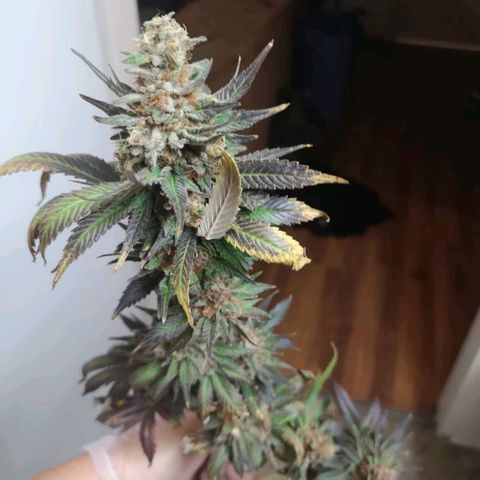 Banana daddy growlog timeline photo