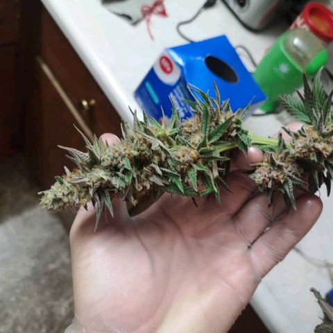 Banana daddy growlog timeline photo