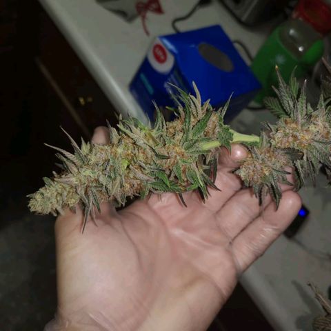 Banana daddy growlog timeline photo