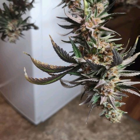 Banana daddy growlog timeline photo