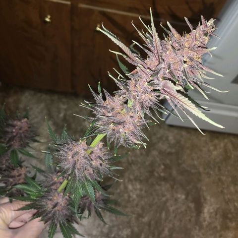 Tropicanna poison fast growlog timeline photo