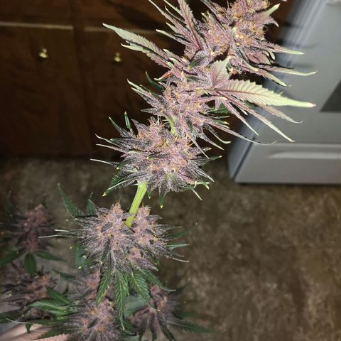 Tropicanna poison fast growlog timeline photo