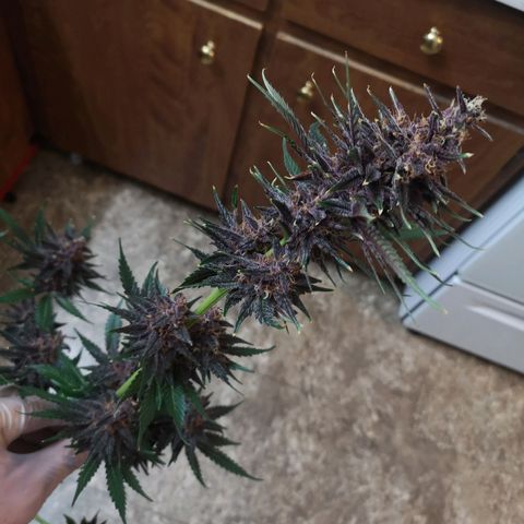 Tropicanna poison fast growlog timeline photo