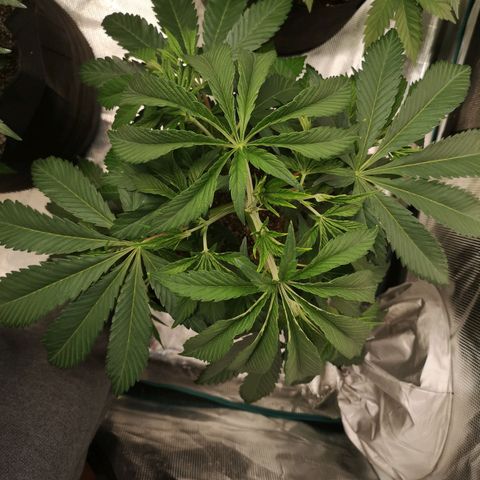 Runtz s1 growlog timeline photo