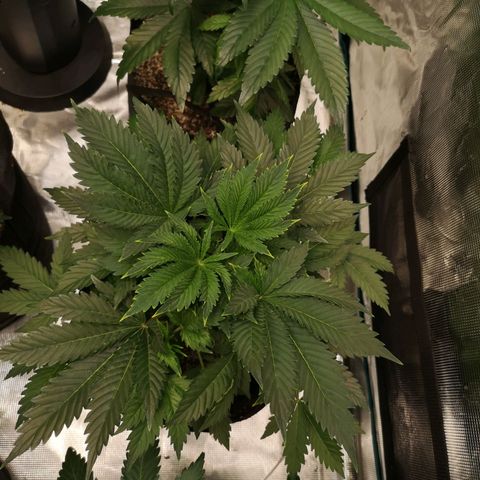 white wedding growlog timeline photo