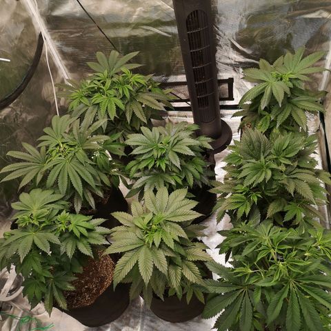 Critical pk growlog timeline photo