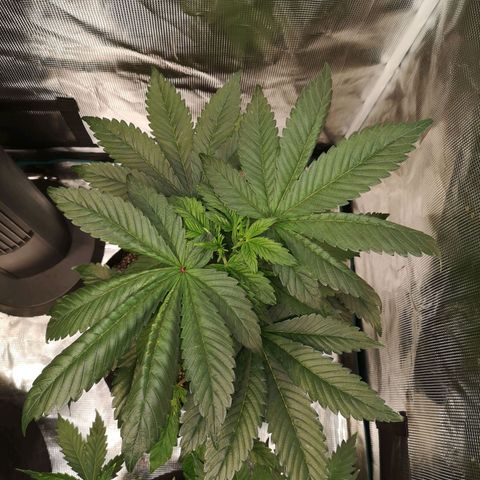 Cherry gar see ya growlog timeline photo