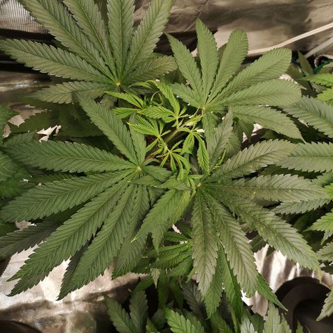 Critical pk growlog timeline photo