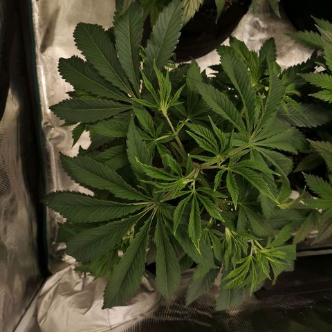 Runtz s1 growlog timeline photo
