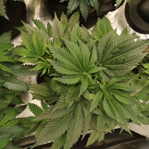 white wedding growlog timeline photo