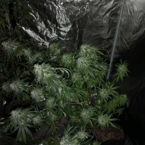 Planet of the grapes  growlog timeline photo