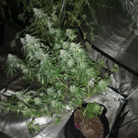 Planet of the grapes  growlog timeline photo